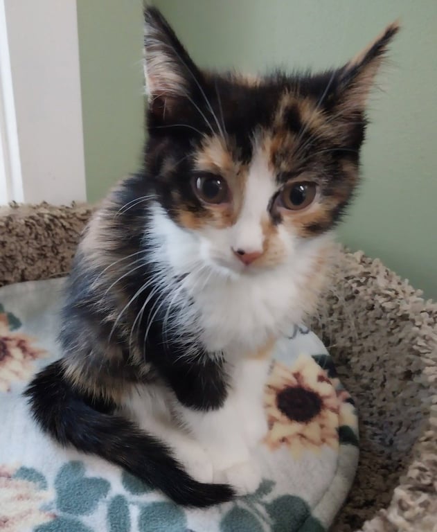 Maple (formerly Dorcas) Image