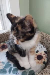 Maple (formerly Dorcas) - Photo 4