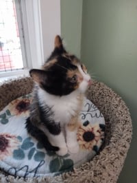 Maple (formerly Dorcas) - Photo 3