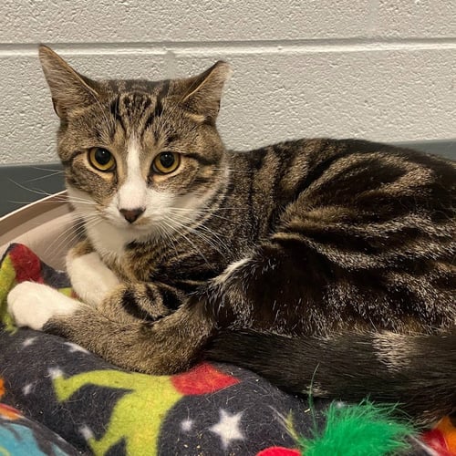 HEATH BAR - Domestic Short Hair available for adoption