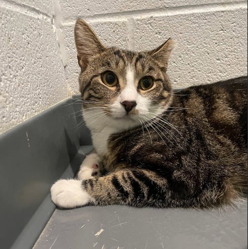 HEATH BAR - Domestic Short Hair available for adoption