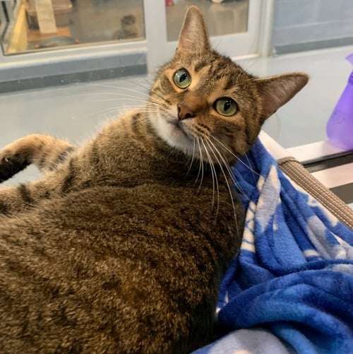 JESSIE - Domestic Short Hair available for adoption