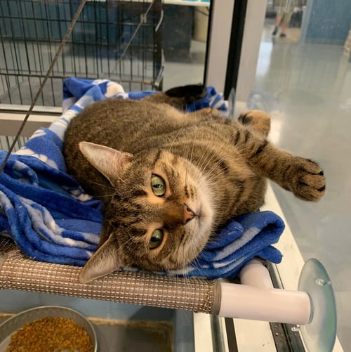 JESSIE - Domestic Short Hair available for adoption
