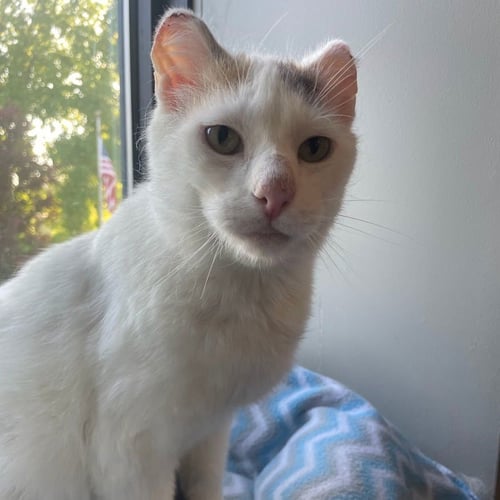 BOO - Domestic Short Hair available for adoption