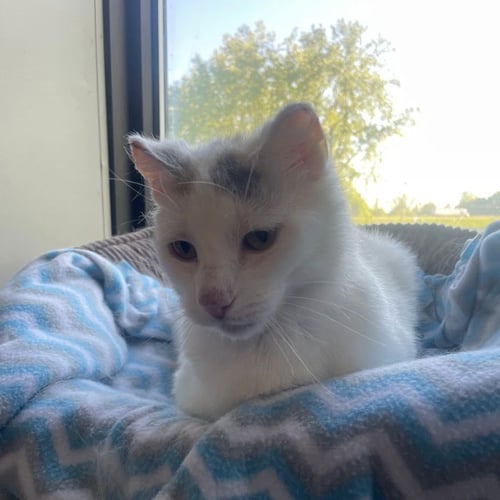 BOO - Domestic Short Hair available for adoption