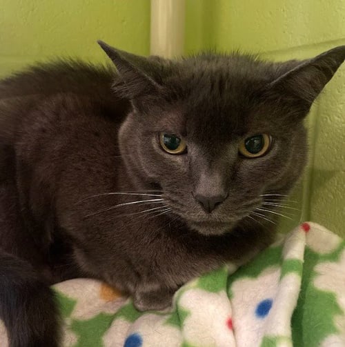 NATASHA - Domestic Short Hair available for adoption