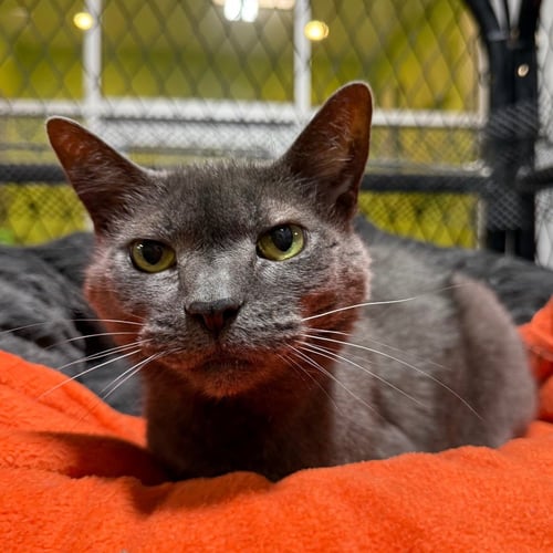 NATASHA - Domestic Short Hair available for adoption