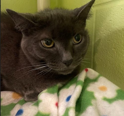NATASHA - Domestic Short Hair available for adoption