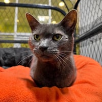 Natasha - Photo 4