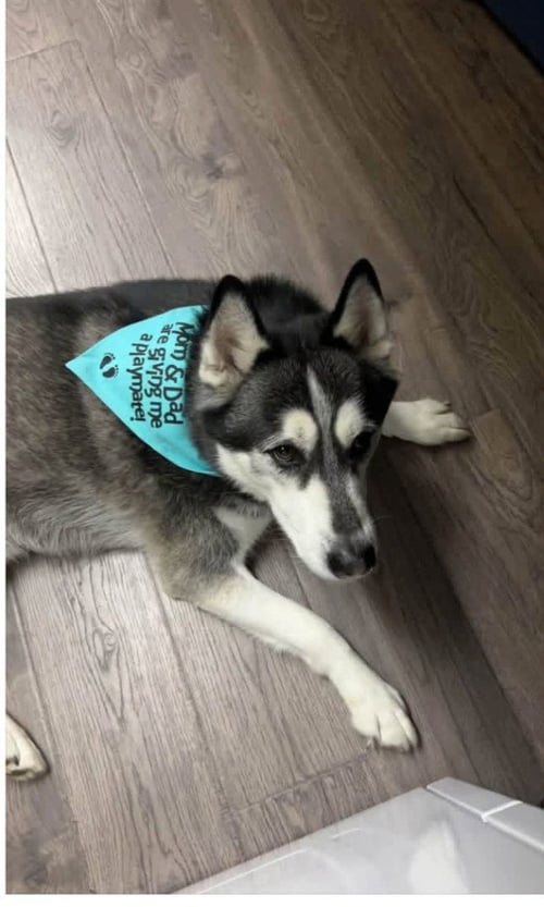 LEO - Siberian Husky available for adoption