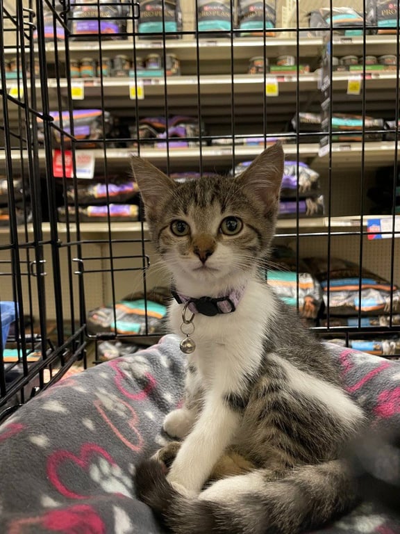 Velma *IN FOSTER* Image