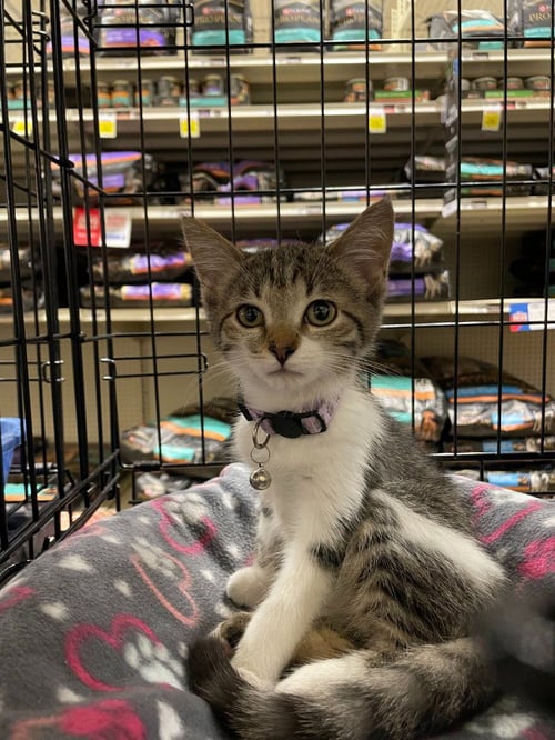 VELMA *IN FOSTER* - Domestic Short Hair for adoption in South Bend