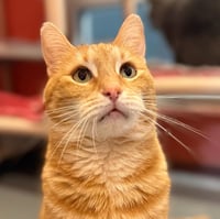 Trucker (was Tucker) - Photo 4