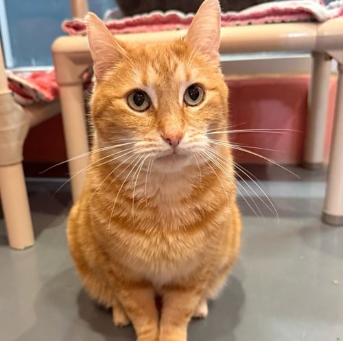 TRUCKER (WAS TUCKER) - Domestic Short Hair available for adoption