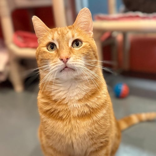 TRUCKER (WAS TUCKER) - Domestic Short Hair available for adoption