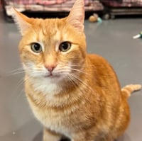 Trucker (was Tucker) - Photo 3