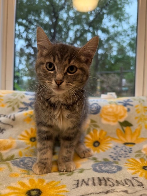 GARY * IN FOSTER * - Domestic Short Hair available for adoption