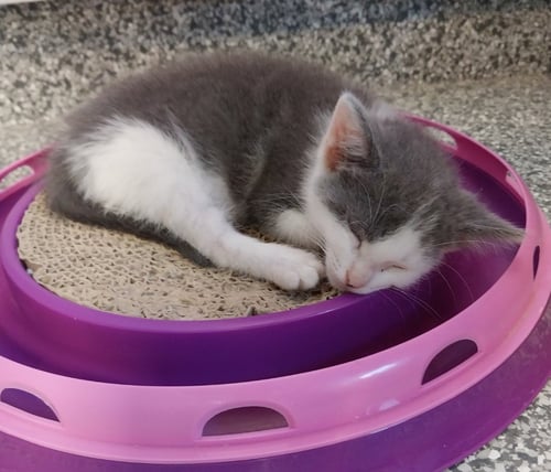 LUNA * IN FOSTER * - Domestic Short Hair available for adoption