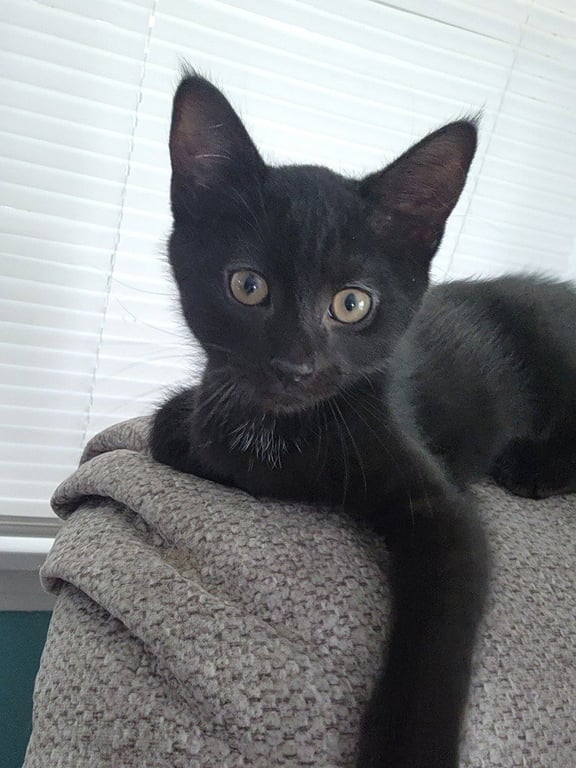 Snoop Catt *IN FOSTER* Image