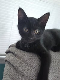 Snoop Catt *IN FOSTER* - Photo 1