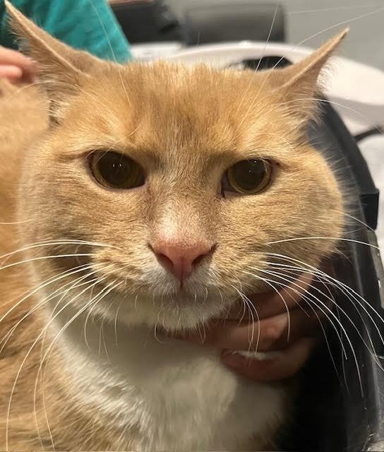 Capone - In a Foster Home! Image