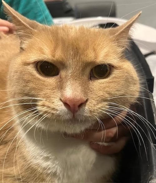 CAPONE - IN A FOSTER HOME! - Domestic Short Hair available for adoption