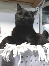 Hector Hobbes * IN FOSTER * - Photo 3