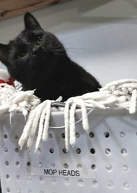 Hector Hobbes * IN FOSTER * - Photo 4