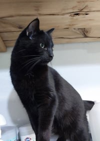 Hector Hobbes * IN FOSTER * - Photo 1
