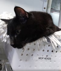 Hector Hobbes * IN FOSTER * - Photo 2