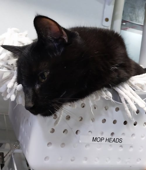 HECTOR HOBBES * IN FOSTER * - Domestic Short Hair available for adoption