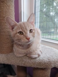 Xanthe * IN FOSTER * - Photo 2