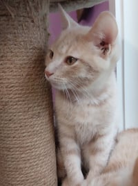 Xanthe * IN FOSTER * - Photo 4