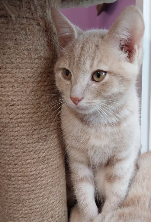 XANTHE * IN FOSTER * - Domestic Short Hair available for adoption