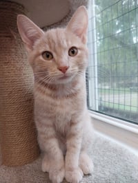 Xanthe * IN FOSTER * - Photo 3