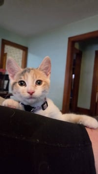 Toyah *IN FOSTER* - Photo 1