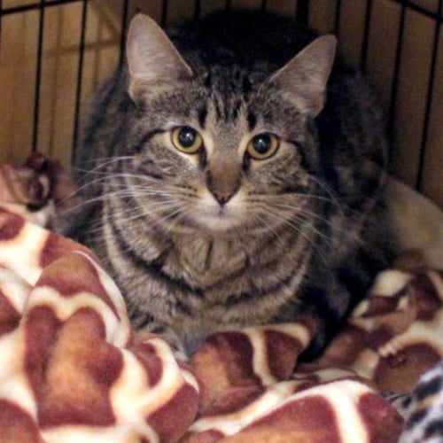 MISHKA - Domestic Short Hair available for adoption