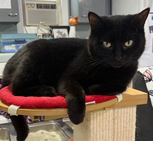 SAMMI * IN FOSTER * - Domestic Short Hair available for adoption