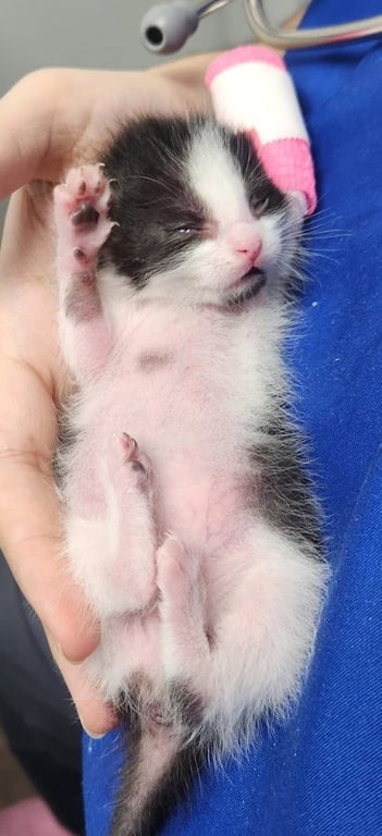Biggie Smalls *IN FOSTER* Image