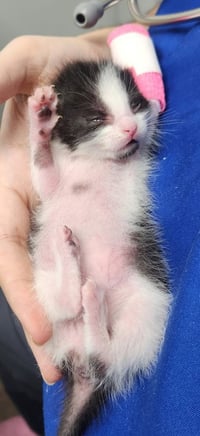 Biggie Smalls *IN FOSTER* - Photo 1