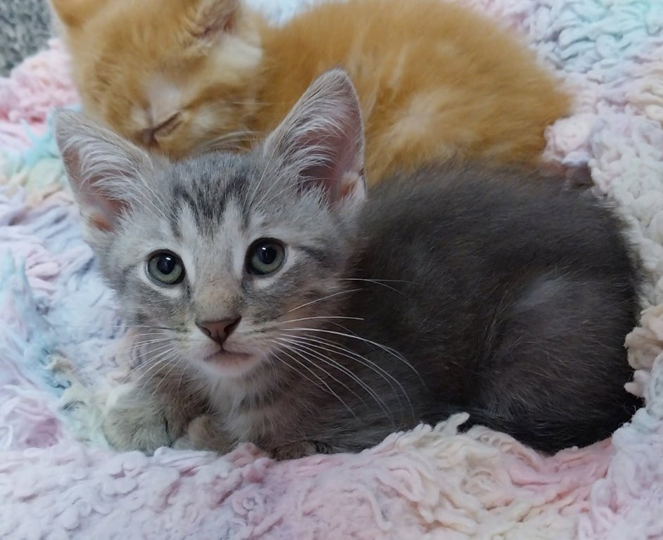 Ziggy * IN FOSTER * Image