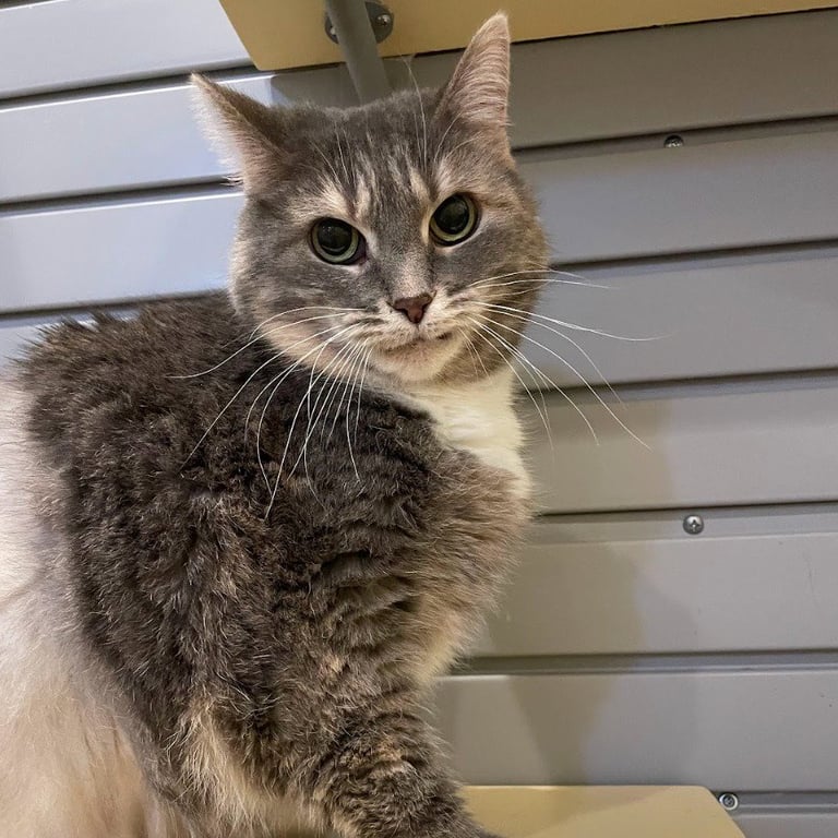 Missy Image