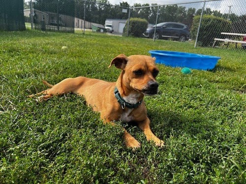MONICA - Chihuahua / Terrier available for adoption