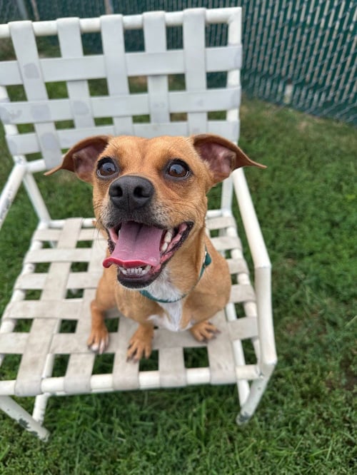 MONICA - Chihuahua / Terrier available for adoption