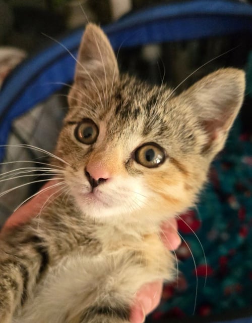 RAZZLES - Domestic Short Hair available for adoption