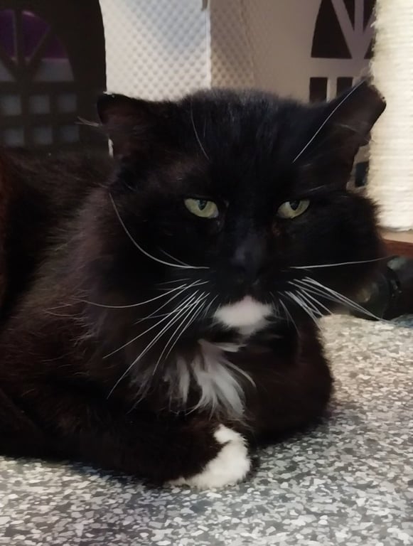 Floofy Cedeno * IN FOSTER * Image