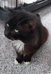 Floofy Cedeno * IN FOSTER * - Photo 2