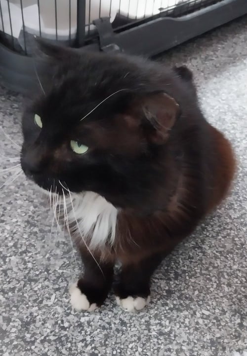 FLOOFY CEDENO * IN FOSTER * - Domestic Long Hair available for adoption