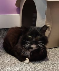 Floofy Cedeno * IN FOSTER * - Photo 3