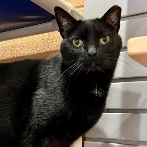 JESSE OWENS - Domestic Short Hair available for adoption